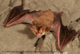 Pallid Bat Fact Sheet 